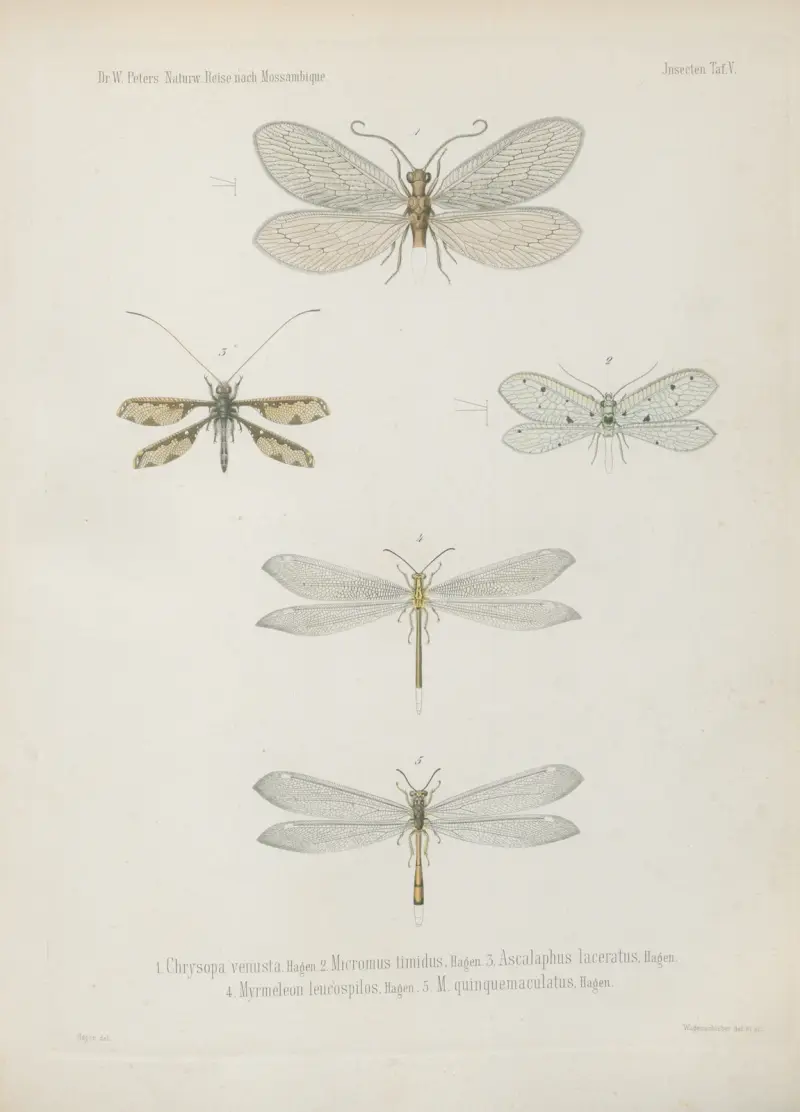 1–8. Termes dirus 9–17. T. trinervius 18.–21. T. Mossambicus 22. T. incertus von Wilhelm Karl Hartwich Peters
