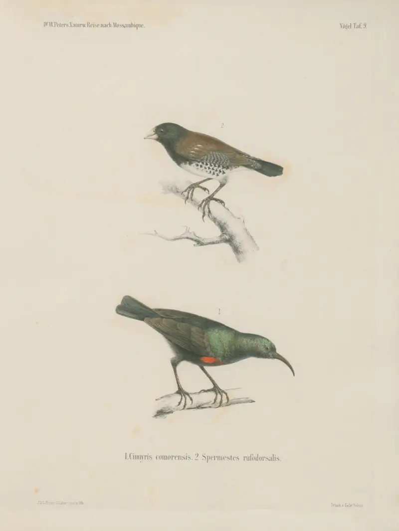 1. Cinnyris comorensis. 2. Spermestes rufodorsalis, Wilhelm Karl Hartwich Peters