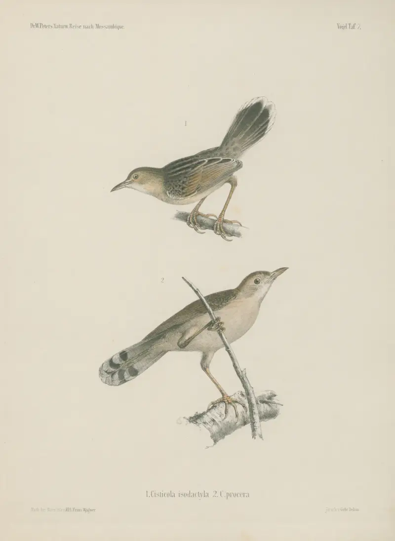 1. Cisticola isodactyla. 2. C. procera., Wilhelm Karl Hartwich Peters