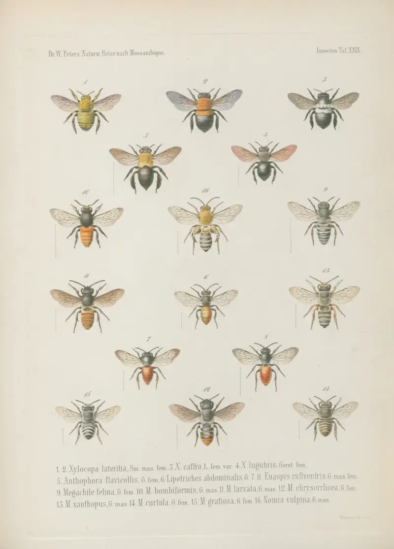 1. Crocota unicolor 2. Aletis Libyssa 3. Nyctemera Leuconoe 4.5. Lacipa gracilis 6.7. Diaphone Sylviana, Stoll Var. mossambicensis. 8. Aganais Aphidas 9. Acontia discoidea 10.11. Spirama Pyrula 12. Ophiodes tettensis von Wilhelm Karl Hartwich Peters