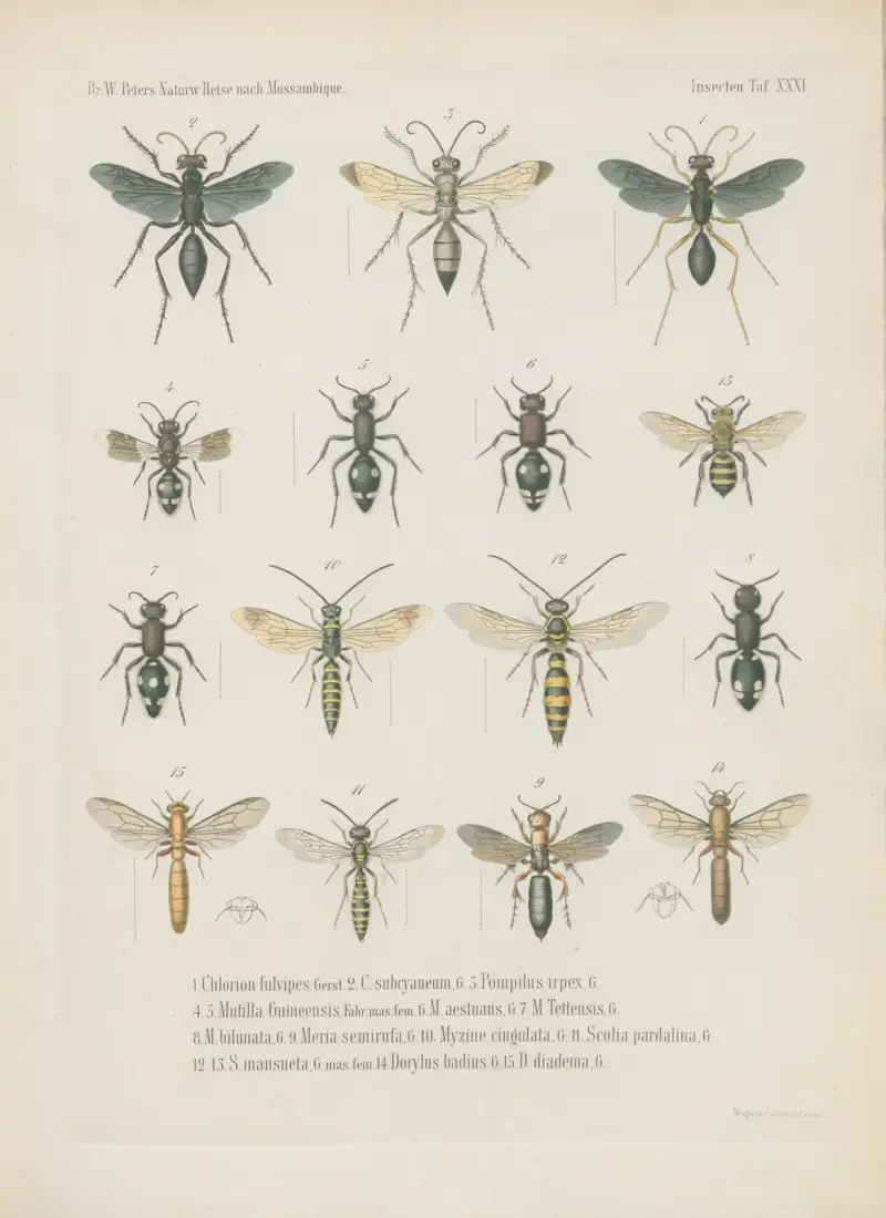 1. Eumenes longirostris 2. E. phthisica 3. E. sanguinolenta 4. Rhynchium histrionicum 5. R. pulchellum 6. R. luctuosum 7. Belonogaster lateritius 8. B. elegans 9. Icaria nobilis 10. I. tomentosa 11. Philanthus stygius 12. Cerceris pictiventris 13. Lyrops quadricolor 14. L. fluctuata 15. Ammophila lugubris av Wilhelm Karl Hartwich Peters