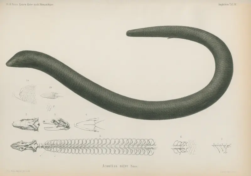 Acontias niger av Wilhelm Karl Hartwich Peters