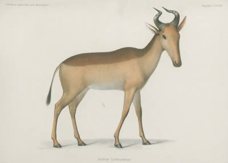Antilope Lichtensteinii av Wilhelm Karl Hartwich Peters