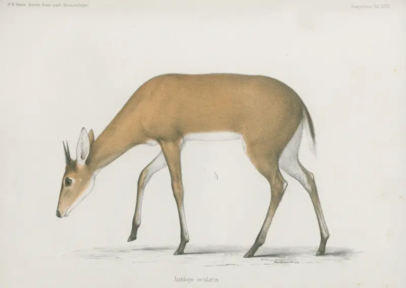 Antilope ocularis von Wilhelm Karl Hartwich Peters