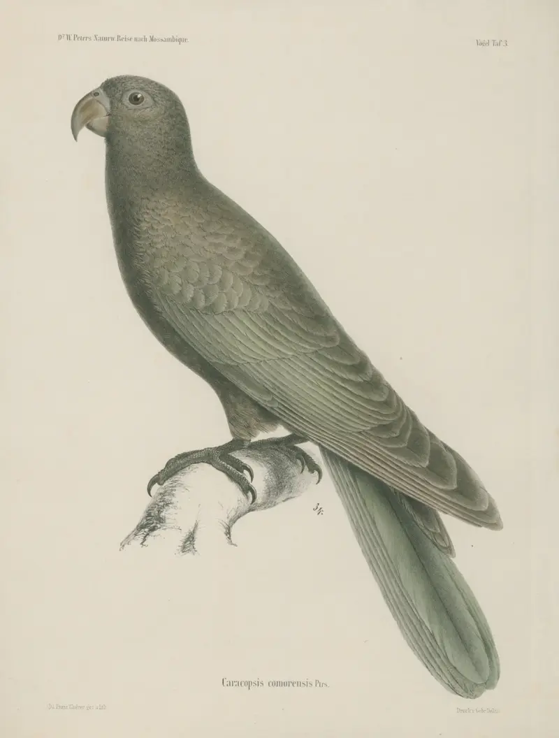 Caracopsis comorensis av Wilhelm Karl Hartwich Peters