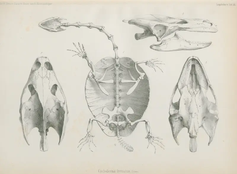 Cycloderma frenatum, 1852 – nr 2 av Wilhelm Karl Hartwich Peters