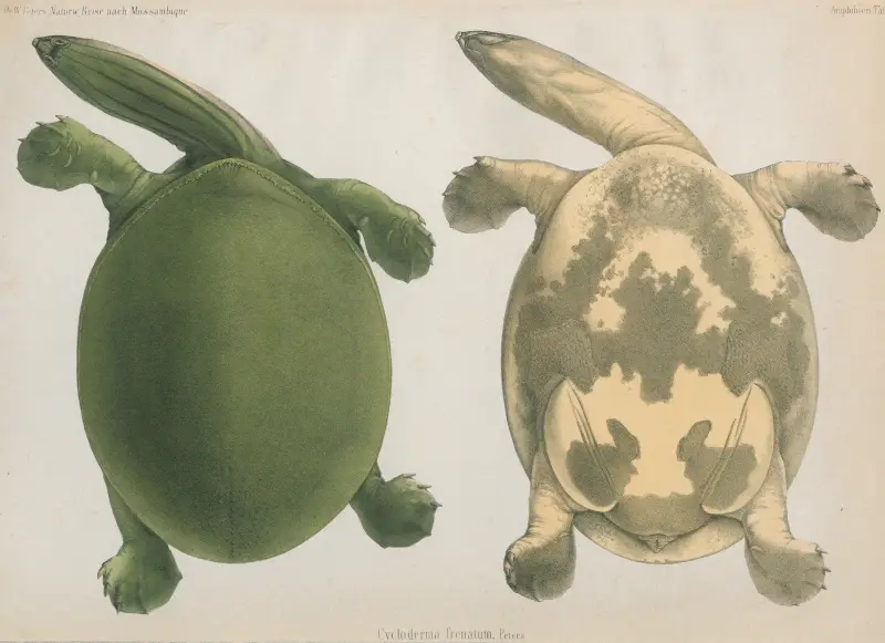 Cycloderma frenatum, 1852 – nr 1 av Wilhelm Karl Hartwich Peters