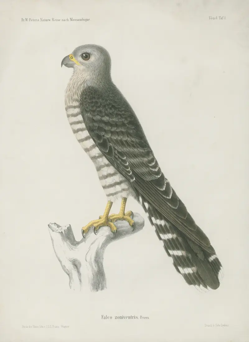 Falco zoniventris av Wilhelm Karl Hartwich Peters