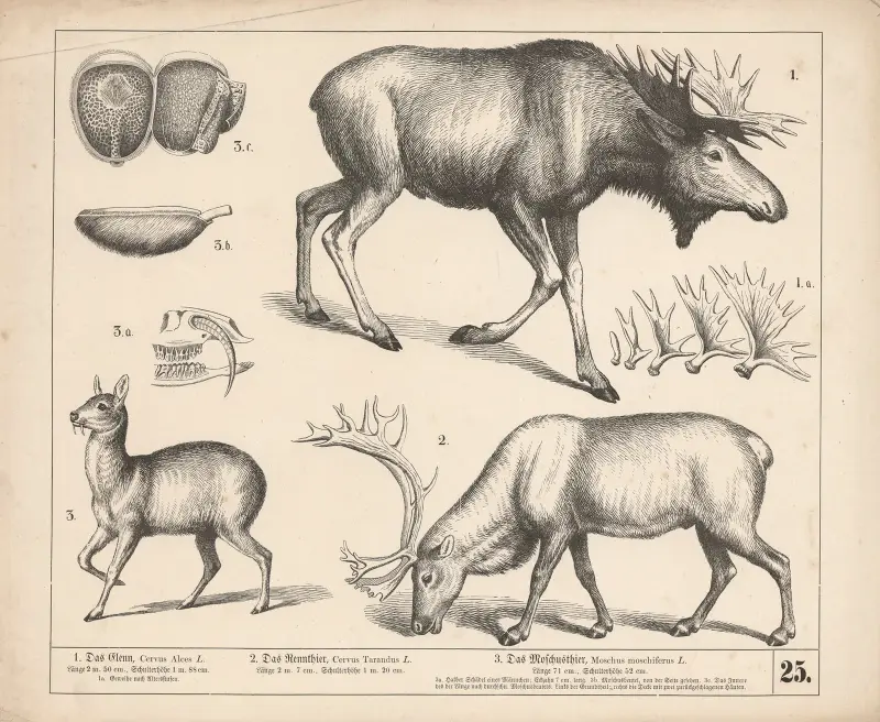 1. Älgen. 2. Renen. 3. Myskoxen av Heinrich Leutemann