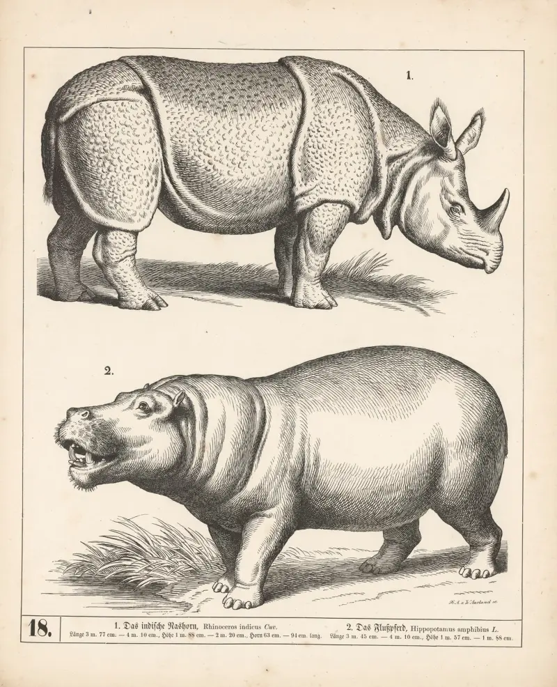 1. Indisk noshörning. 2. Flodhäst., 1882 – nr 2 av Heinrich Leutemann