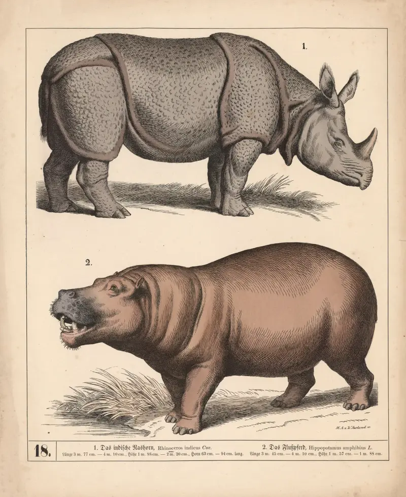 1. Indisk noshörning. 2. Flodhäst, 1882 – nr 1 av Heinrich Leutemann