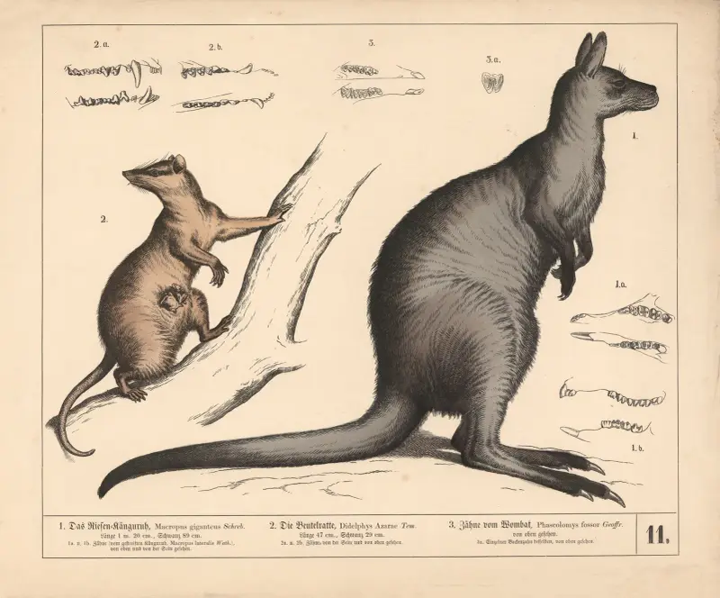 1. Jättekänguru. 2. Opossum. 3. Wombatens tänder av Heinrich Leutemann
