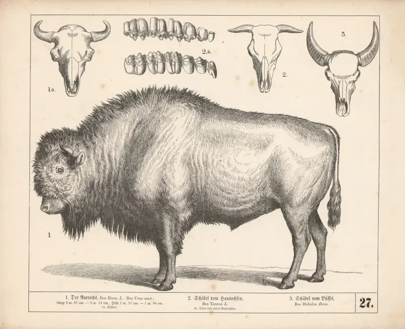 1. Der Auerochse. 2. Schädel vom Hausochsen. 3. Schädel vom Büffel, 1882 – Nr. 1 von Heinrich Leutemann