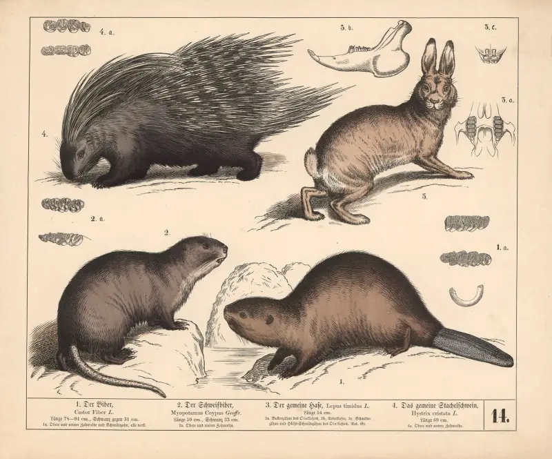 1. Bäver. 2. Sumpbäver. 3. Vanlig hare. 4. Vanligt piggsvin, 1882 – nr 2 av Heinrich Leutemann