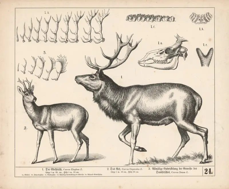 1. Der Edelhirsch. 2. Das Reh. 3. Allmähliche Entwicklung der Geweihe des Damhirsches., 1882 – Nr. 2 von Heinrich Leutemann