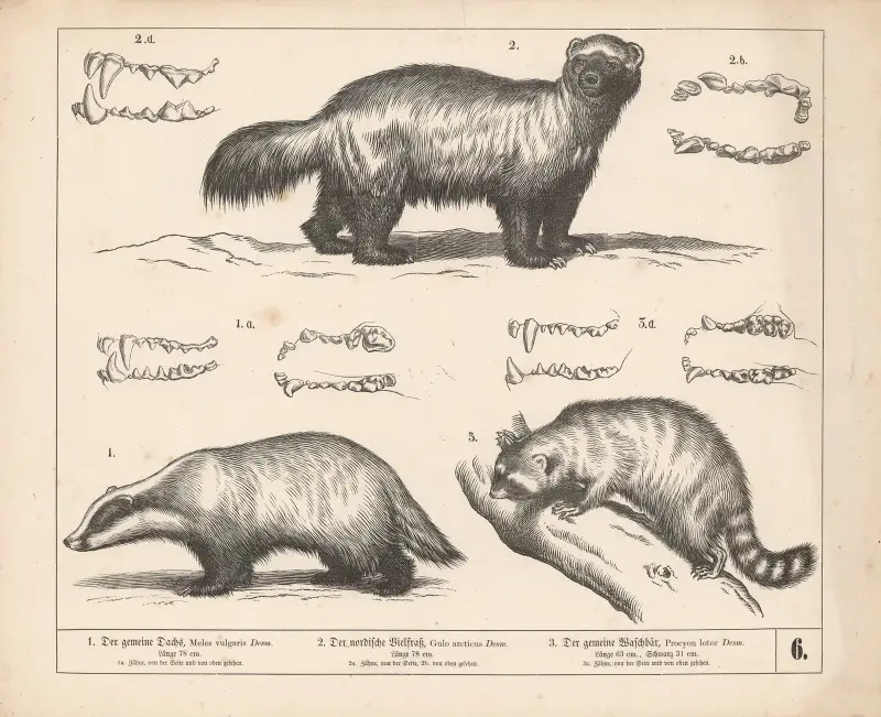 1. Der gemeine Dachs. 2. Der nordische Vielfraß. 3. Der gemeine Waschbär von Heinrich Leutemann