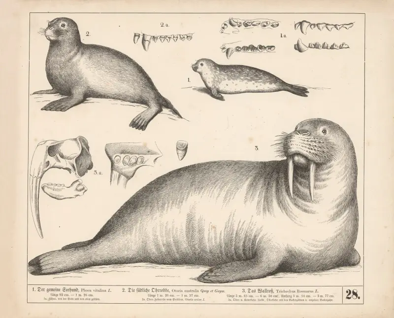 1. Der gemeine Seehund. 2. Die südliche Ohrrobbe. 3. Das Walross., 1882 – Nr. 1 von Heinrich Leutemann