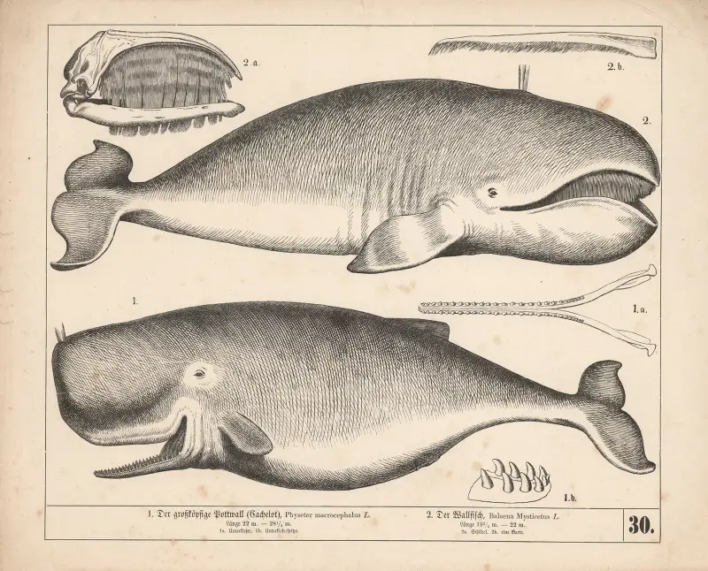 1. Den stora kaskeloten (kaskelotvalen). 2. Valfisken av Heinrich Leutemann