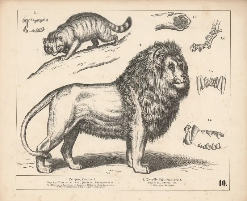 1. Lejonet. 2. Den vilda katten. av Heinrich Leutemann