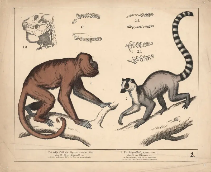1. Den röda vrålapan. 2. Kattmakin av Heinrich Leutemann