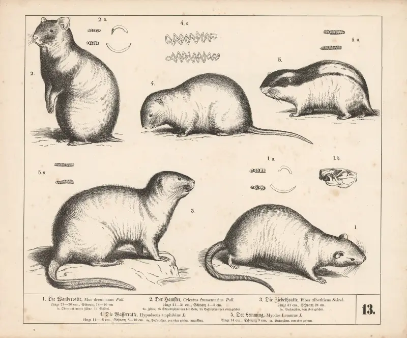 1. Vandringsråttan. 2. Hamstern. 3. Zibetråttan. 4. Vattenråttan. 5. Lemmeln, 1882 – nr 2 av Heinrich Leutemann