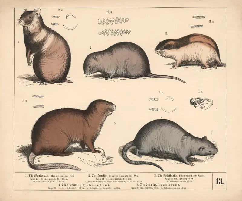 1. Vandringsråttan. 2. Hamstern. 3. Zibetråttan. 4. Vattenråttan. 5. Lemmeln., 1882 – nr 1 av Heinrich Leutemann