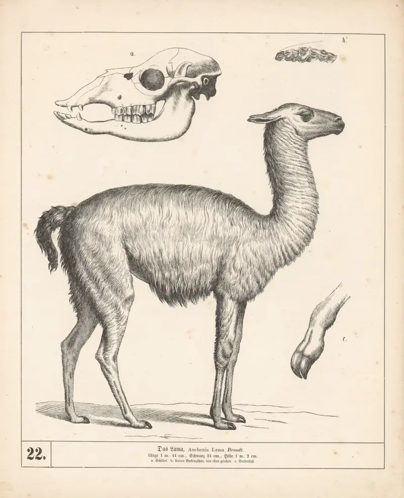 Das Lama von Heinrich Leutemann