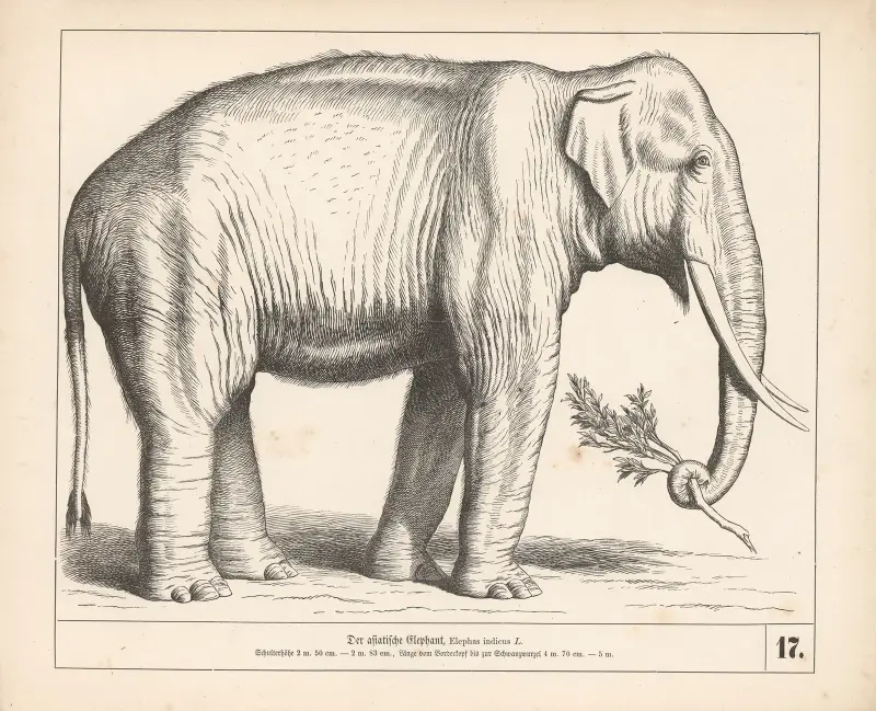 Den asiatiska elefanten av Heinrich Leutemann