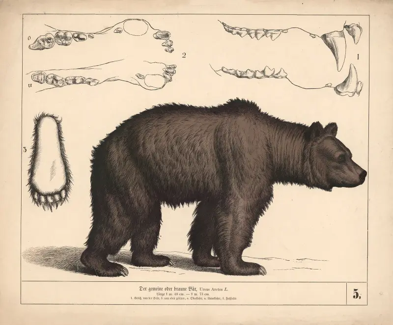 Niedźwiedź brunatny, Heinrich Leutemann