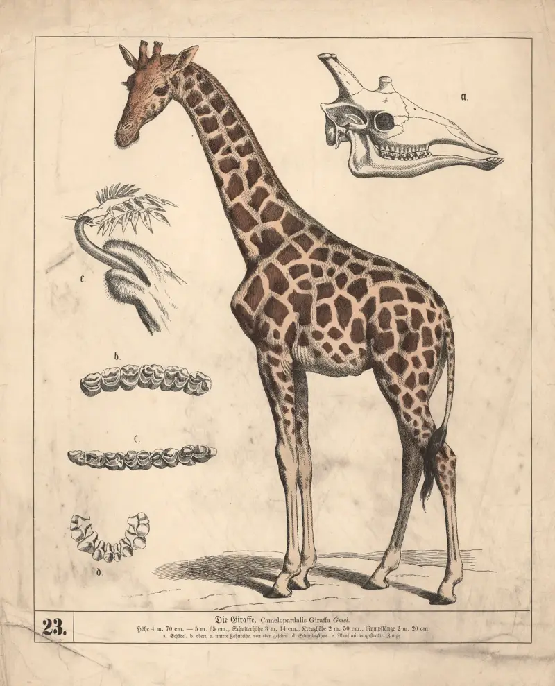 Die Giraffe., 1882 – Nr. 2 von Heinrich Leutemann