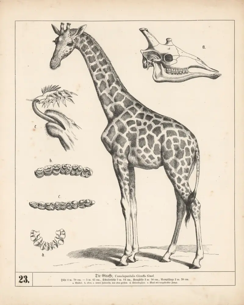 Žirafa, 1882 – Nr. 1, Heinrich Leutemann