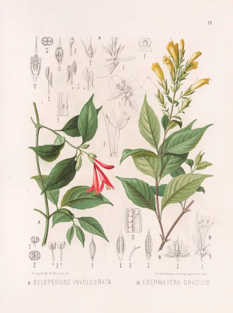 Beloperone Involucrata, Ebermayera Gracilis av Heinrich Wawra