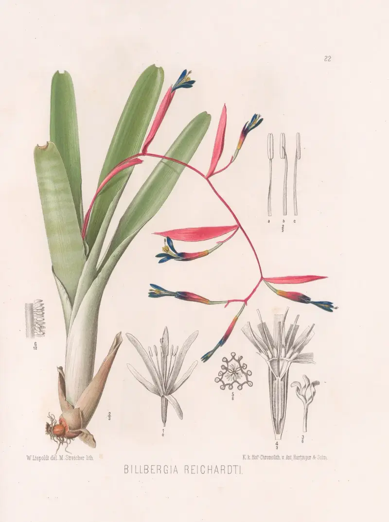 Billbergia Reichardti av Heinrich Wawra