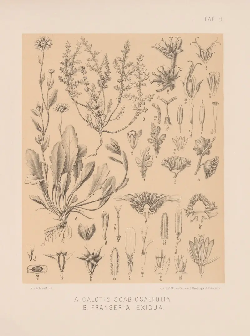 Calotis Scabiosaefolia, Franseria Exigua av Heinrich Wawra