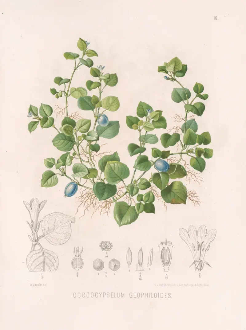 Coccocypselum Geophiloides av Heinrich Wawra