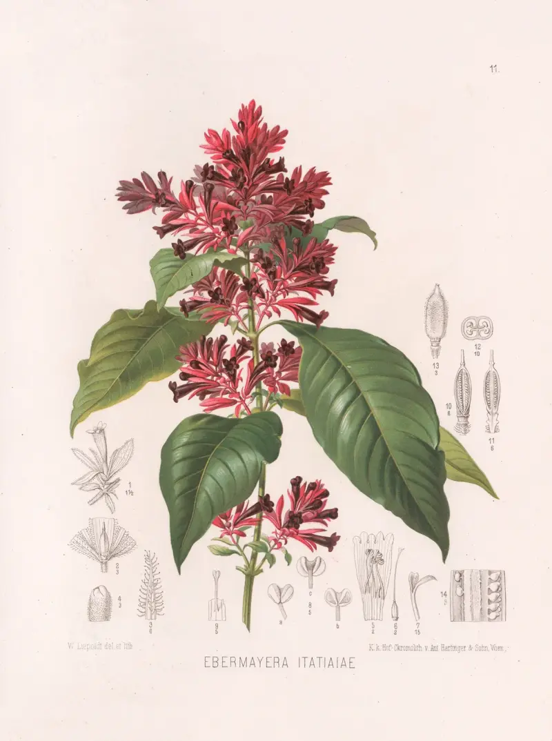 Ebermayera Itatiaiae, Heinrich Wawra