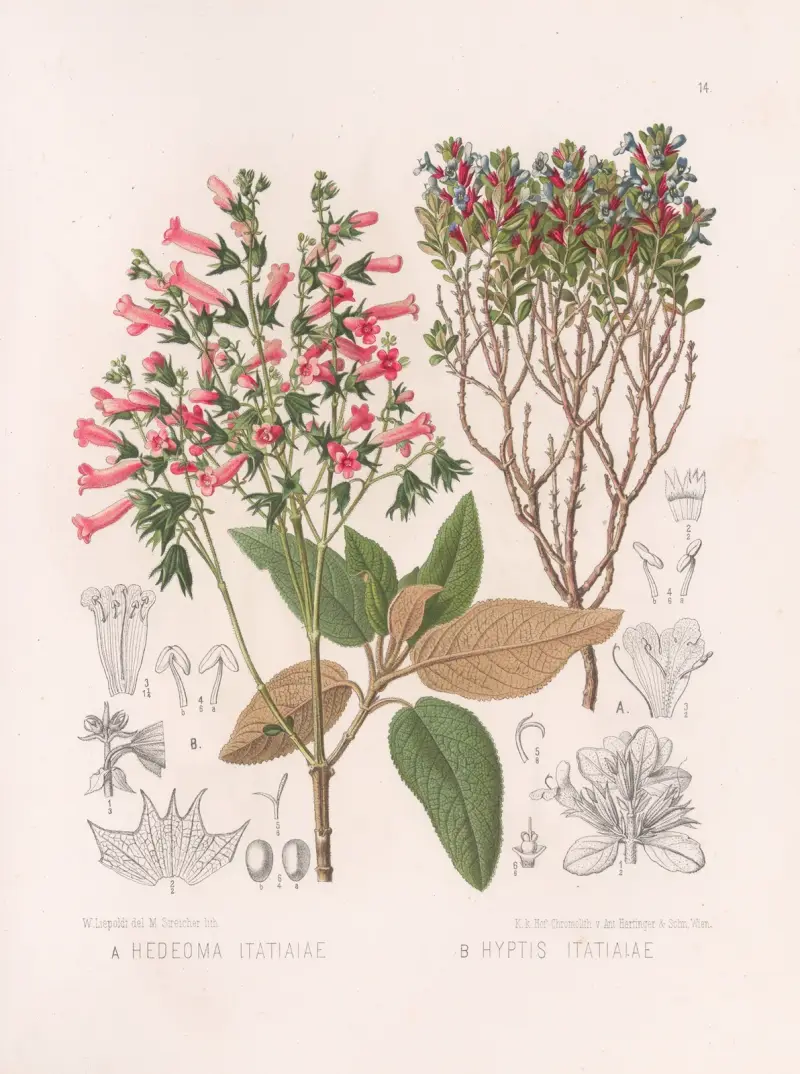 Hedeoma Itatiaiae, Hyptis Itatiaiae von Heinrich Wawra