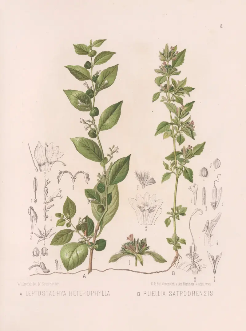 Leptostachya Heterophylla, Ruellia Satpoorensis av Heinrich Wawra