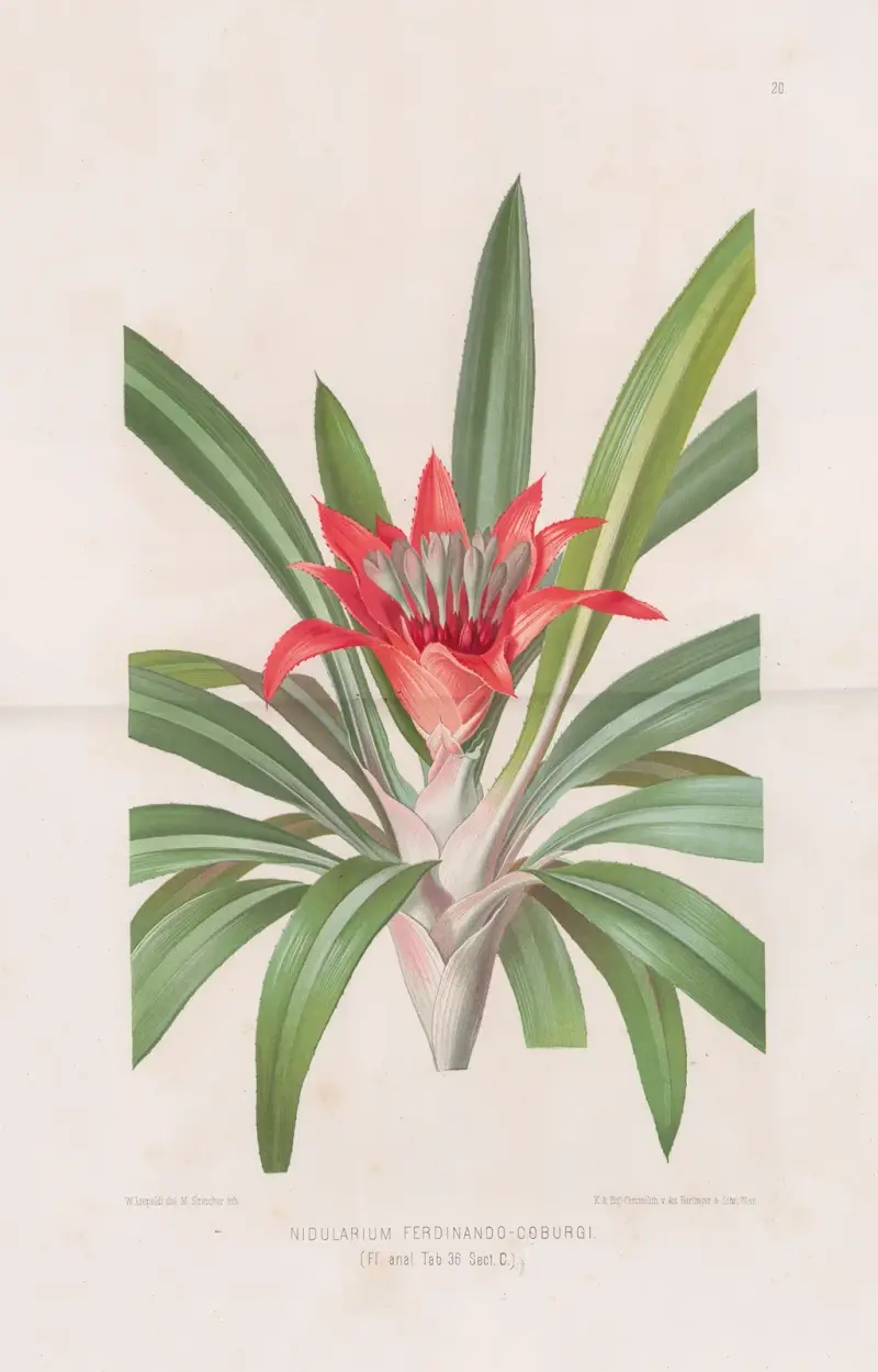 Nidularium Ferdinando-Coburgi av Heinrich Wawra