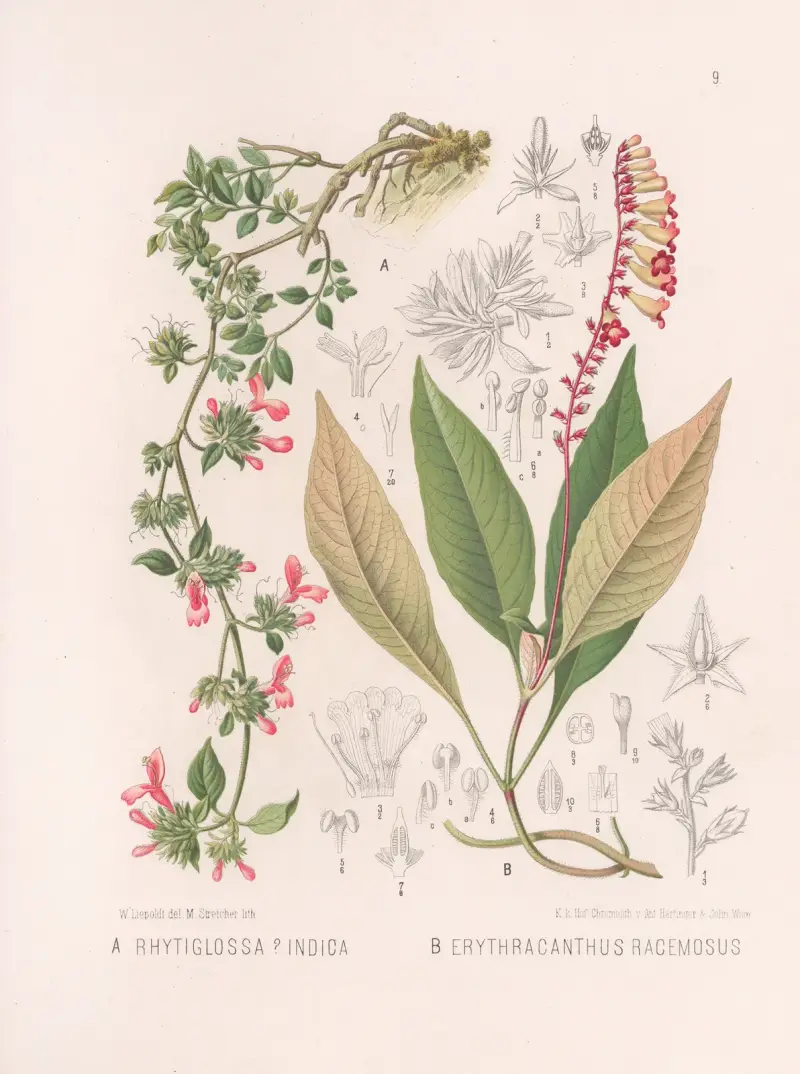Rhytiglossa Indica, Erythracanthus Racemosus av Heinrich Wawra