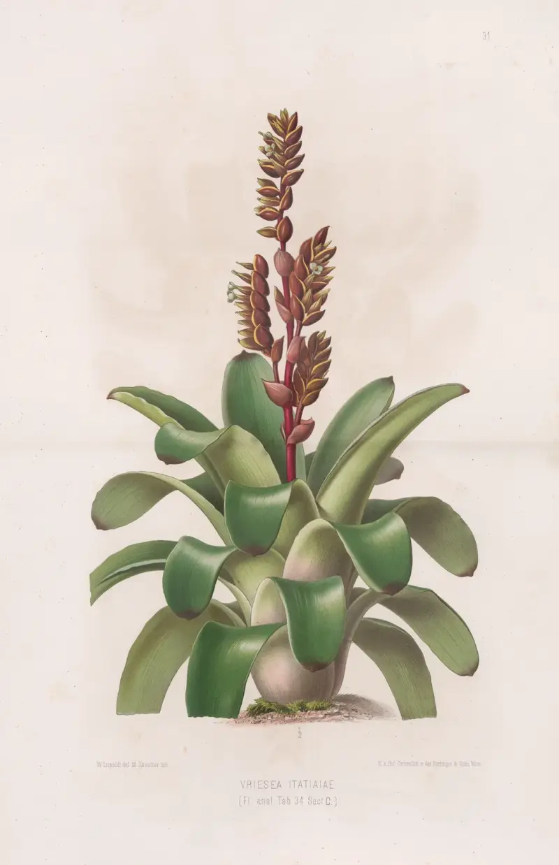 Vriesea Itatiaiae von Heinrich Wawra