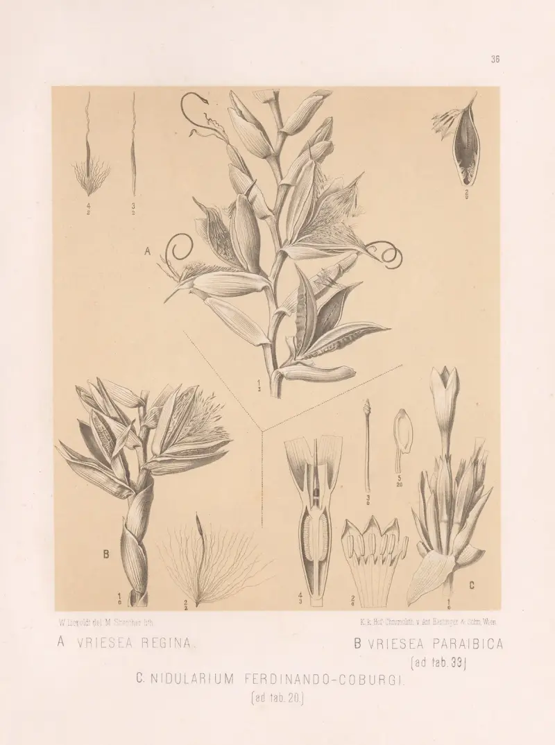 Vriesea Regina, Vriesea Paraibica, Nidularium Ferdinando-Coburgi von Heinrich Wawra