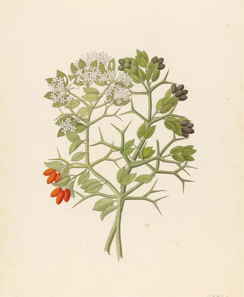 2 arter av Carissa arduina [Carissa haematocarpa] av Clemenz Heinrich Wehdemann