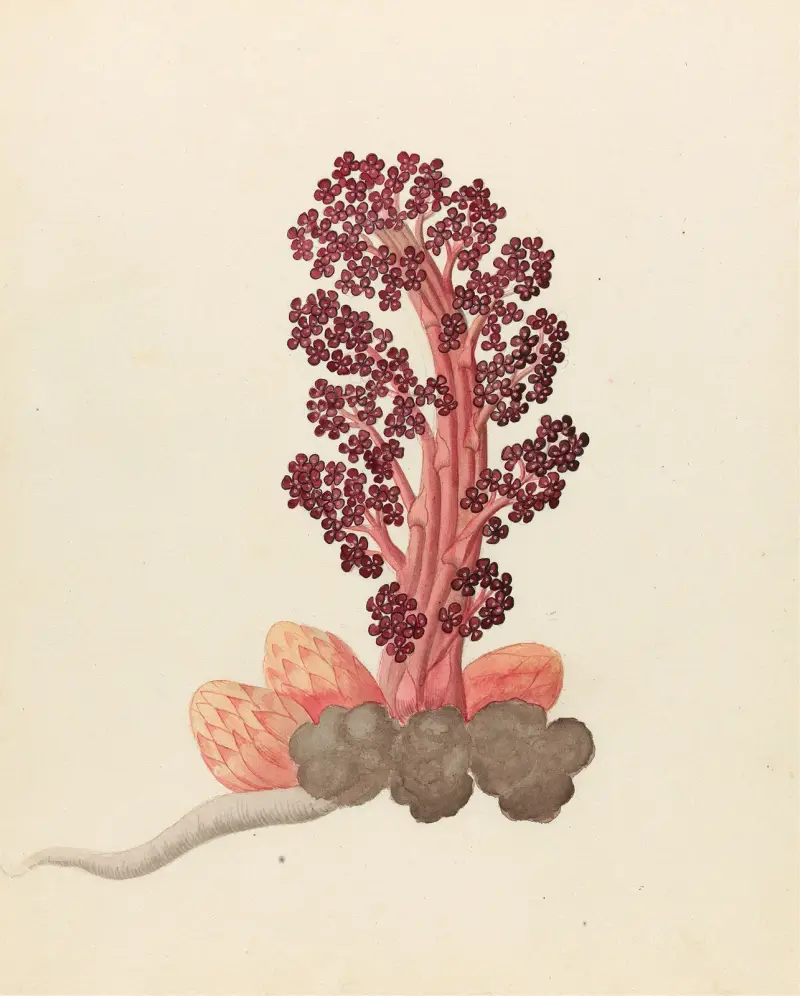 Aphyteia hydnora [Nymphaea nouchali] av Clemenz Heinrich Wehdemann