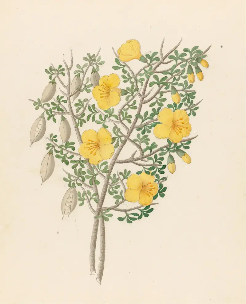 Bignoniae Nova Specie [Rhigozum obovatum] av Clemenz Heinrich Wehdemann