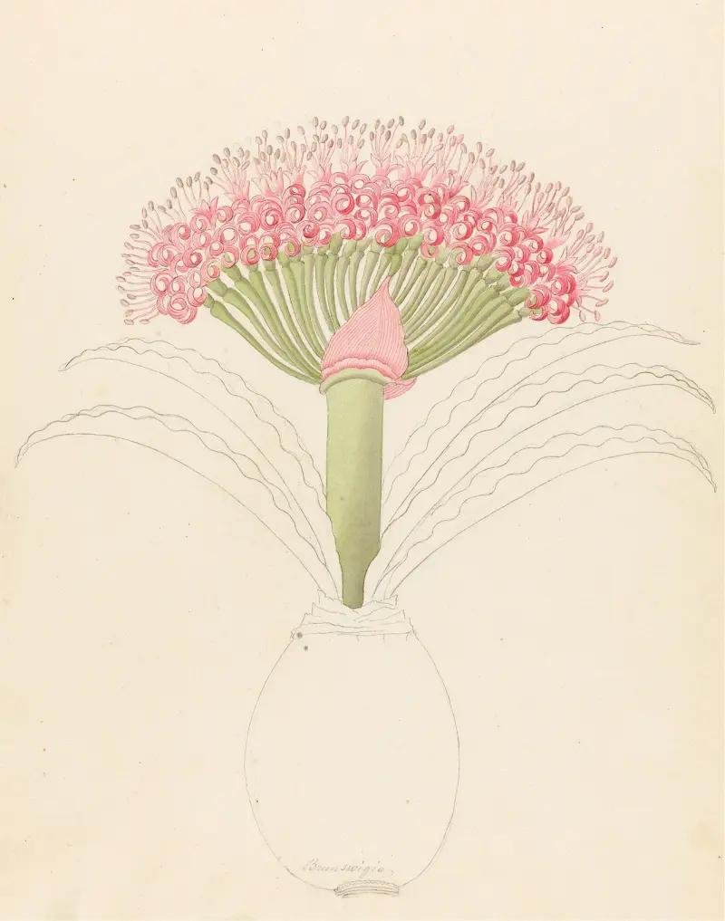 Brunswigia [Brunsvigia grandiflora] av Clemenz Heinrich Wehdemann