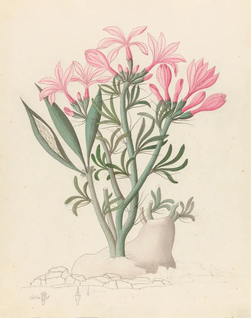 Ceropegia eller Echites [Pachypodium succulentum] av Clemenz Heinrich Wehdemann