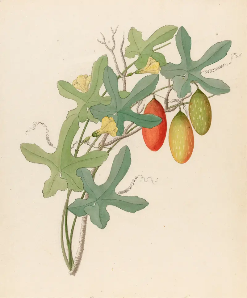 Cucumis, Melothria pendula [Coccinea quinqueloba] von Clemenz Heinrich Wehdemann