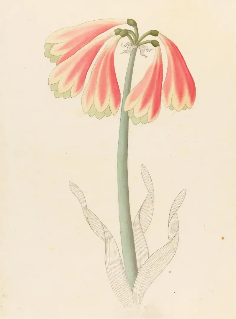 Cyrtanthus oblig [Cyrtanthus obliquus] av Clemenz Heinrich Wehdemann
