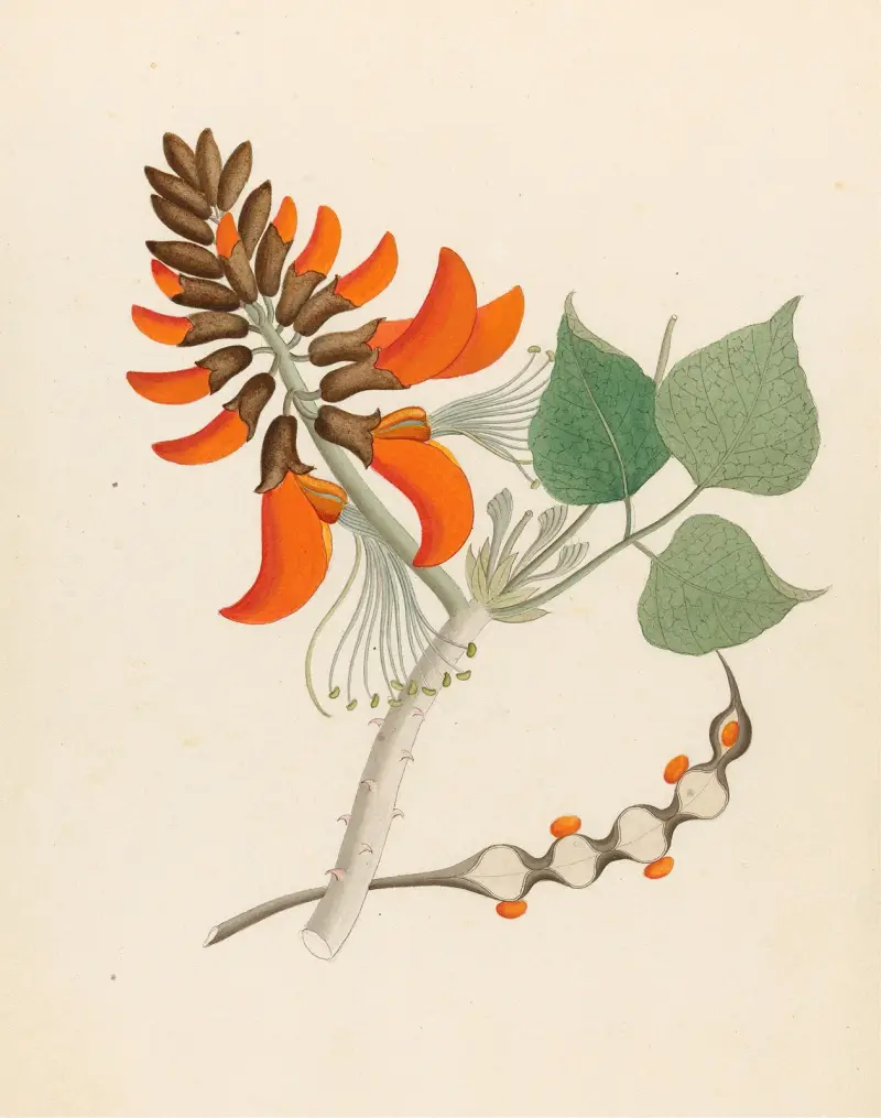Erythrina Caffra av Clemenz Heinrich Wehdemann